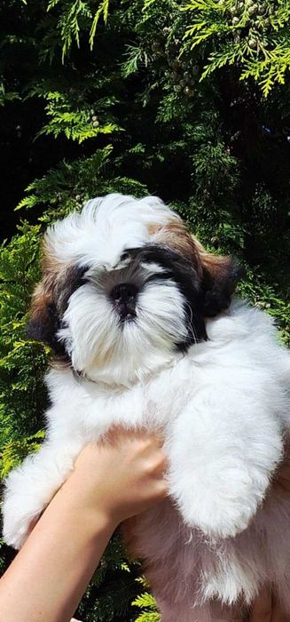 Śliczna złoto-biała suczka  ZKWP/FCI/ legalna hodowla