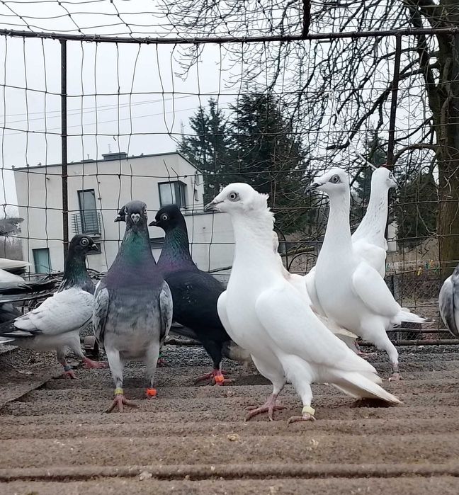 Czarnodzioby , białopolskie