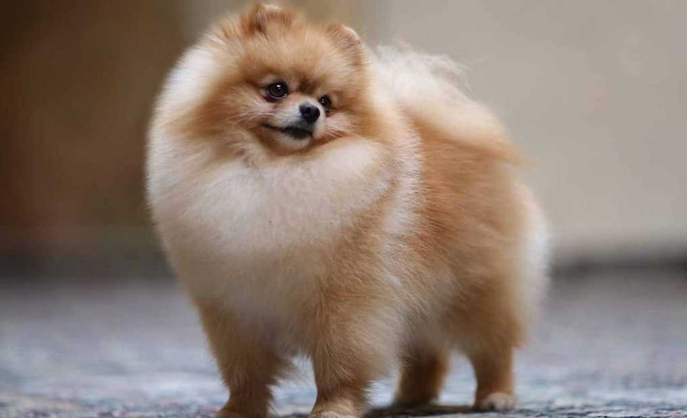 Przepiękne szczenięta pomeranian – szpic miniaturowy MINI MISIE