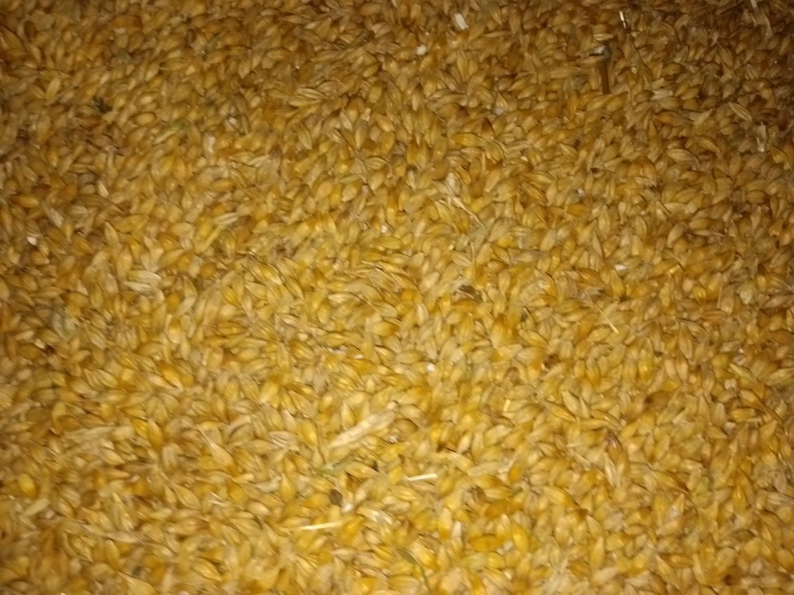 Пшениця озима, ячмінь ярий