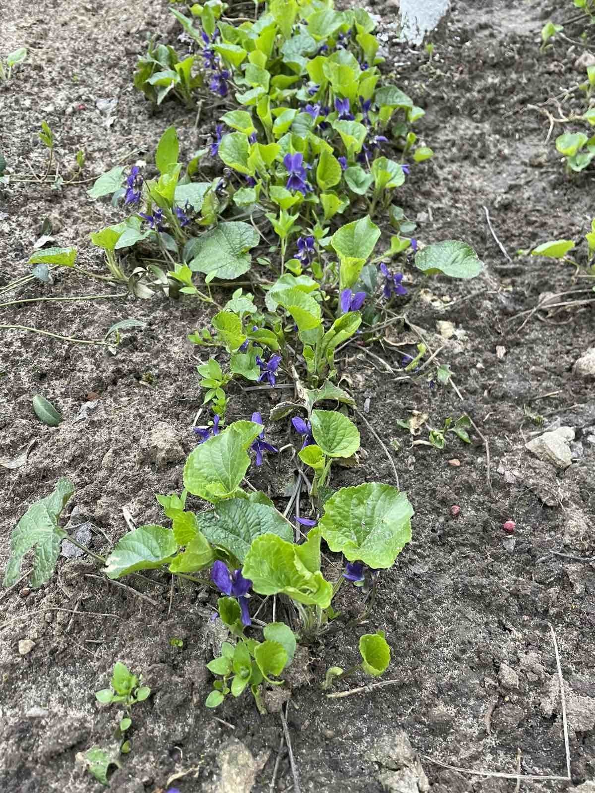 Фиалка садовая, лесная фиолетовая