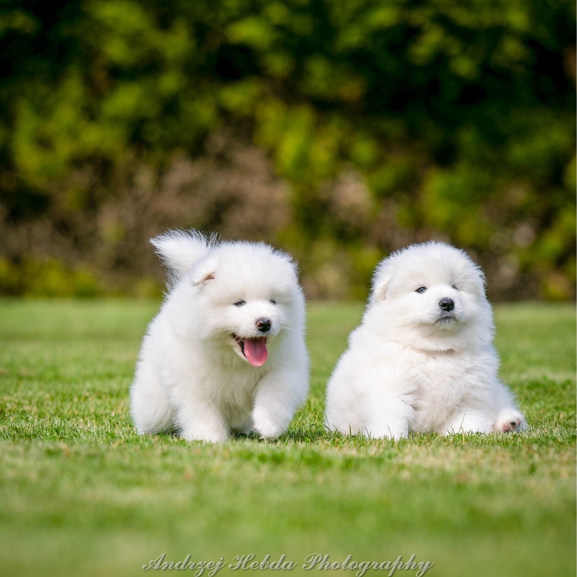 Piesek szczeniak- samoyed - legalna hodowla