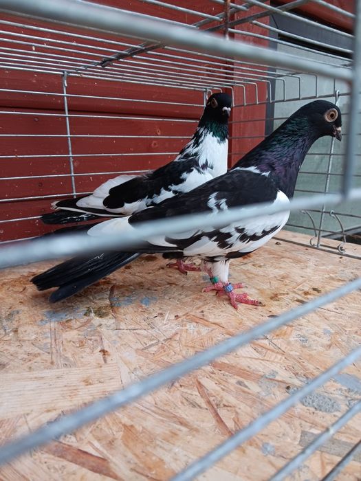 Gołębie zamojskie murzyny roztoczanskie