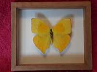 Motyl w ramce / gablotce 14 x 12cm . Phoebis rurina 70 mm . Peru .
