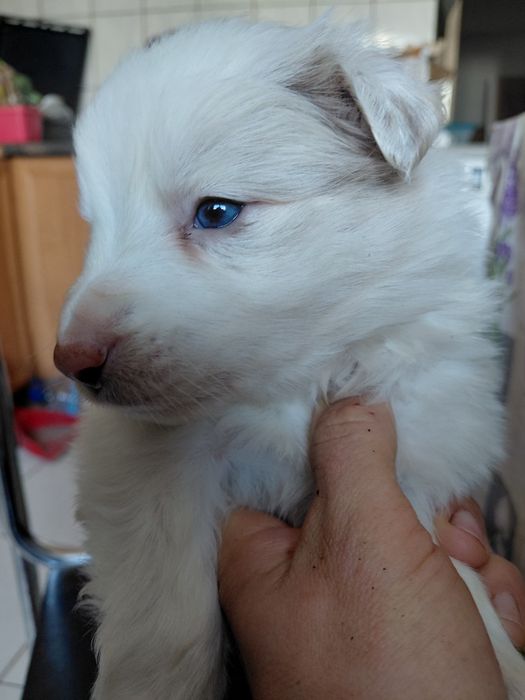 Border collie piesek fci zkwp