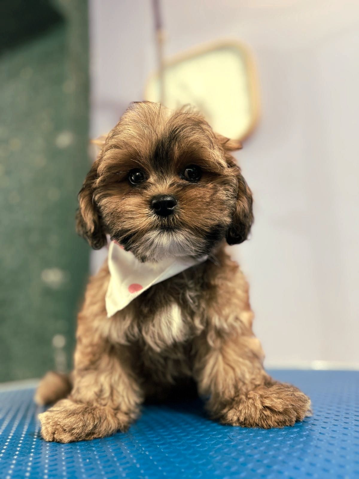 Shihpoo shitzu pudel
