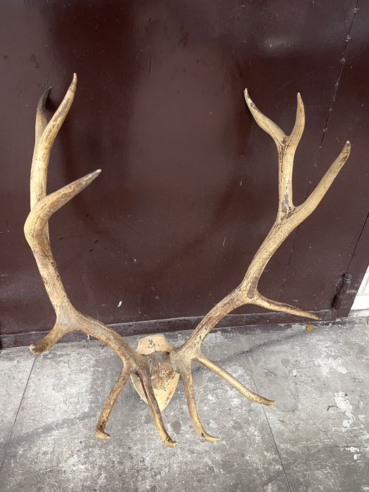 Колекційні шикарні роги благородного оленя трофей