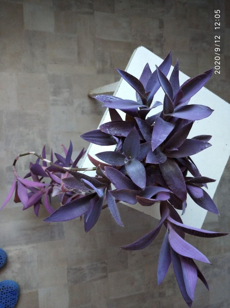 Сеткреазия пурпурная (фиолетовый цветок)