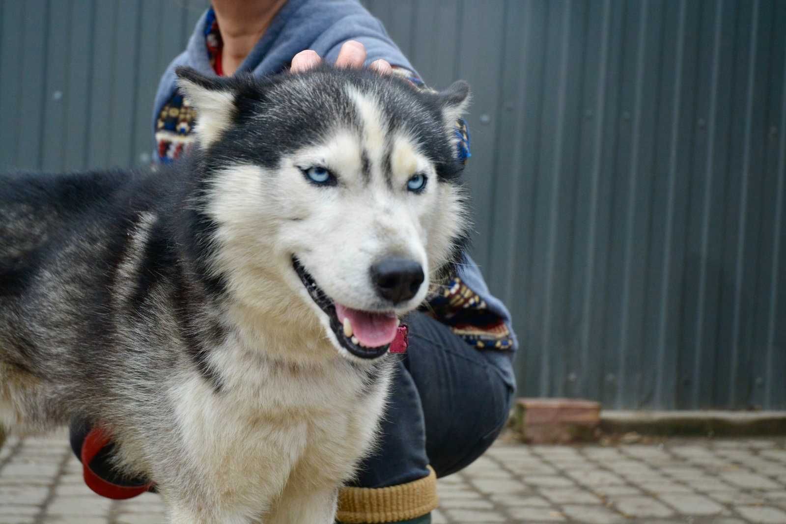 молодий собака хаски голубі очі дружелюбний слухняний вакцинований