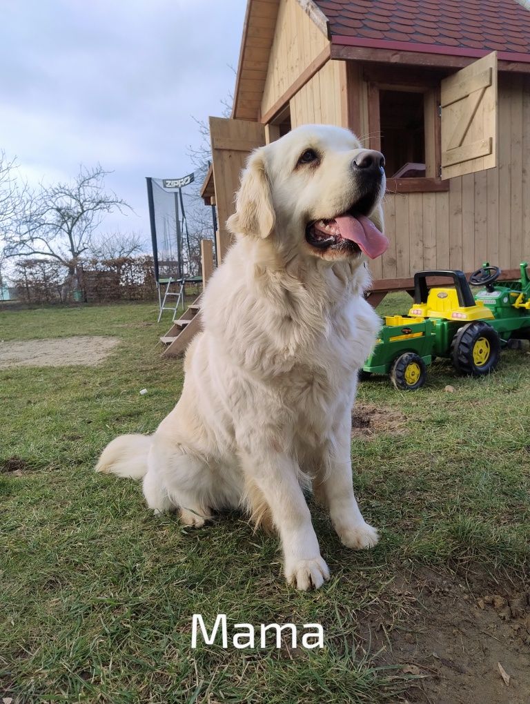 Golden retriever szczenię złote do odbioru