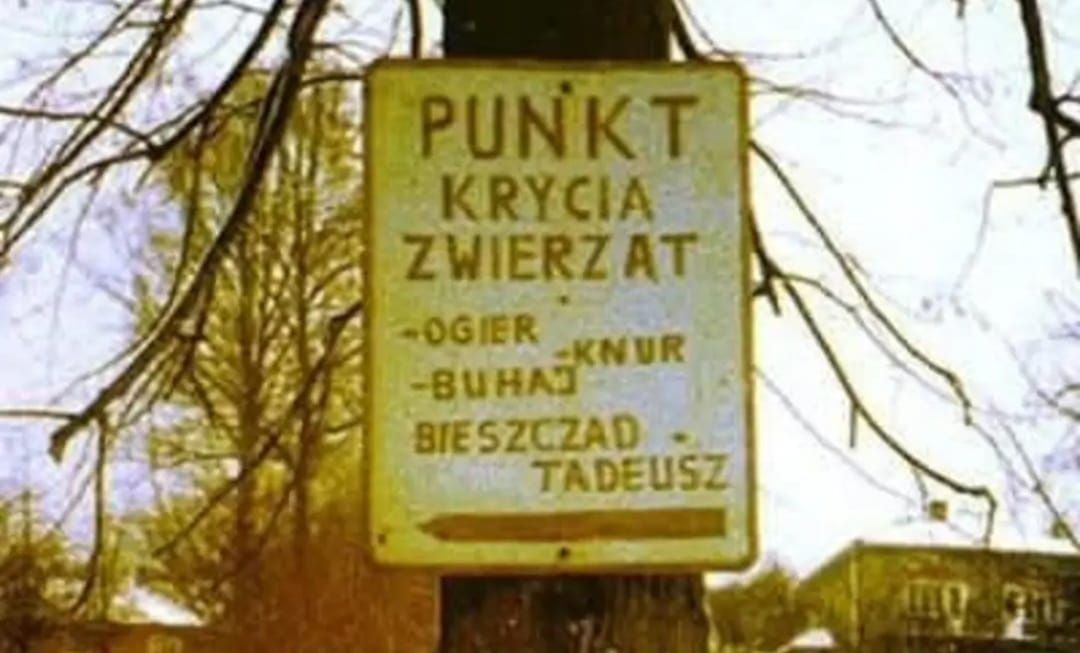 Sprzedam pawie niebieskie indyjskie