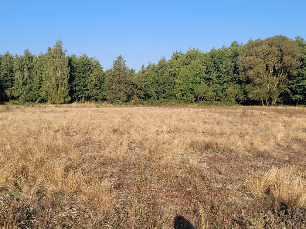 Działka budowlana w enklawie leśnej Stanisławka, Rynarzewo - Szubin