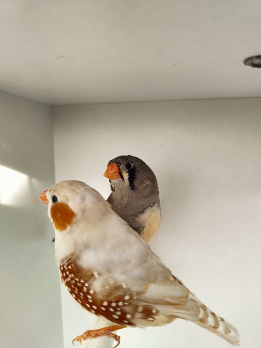 Zeberki papugi faliste tęczowe