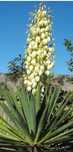 Juka karolińska, Yucca Filamentosa