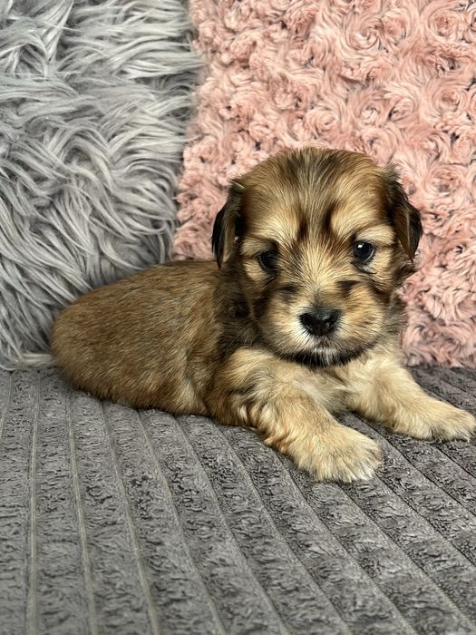 Hawanczyk piękny piesek!