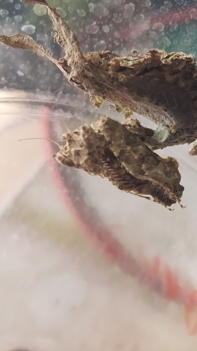 Modliszka Pseudacanthops lobipes  imago