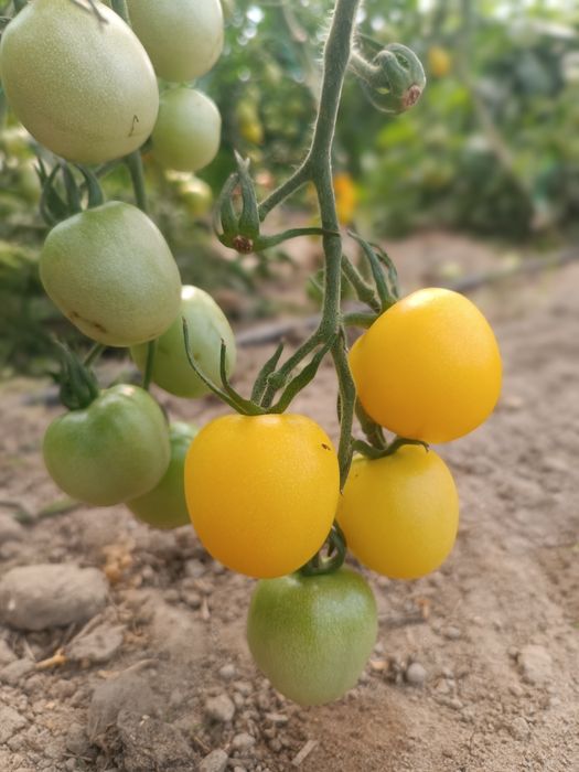 Pomidory bezpośrednio od rolnika uprawiane na oborniku dostawy RWS