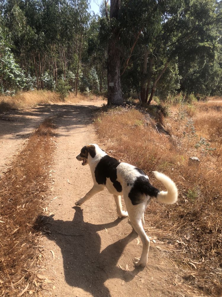 Dá-se Cão de Gado Transmontano
