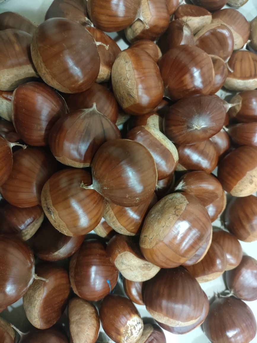 Castanhas de Viana