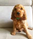 Śliczny Cocker spaniel - gotowy do odbioru