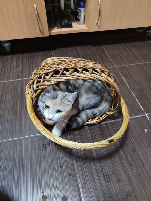 Кошеня в добрі руки