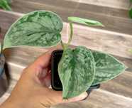 Scindapsus silver Ann