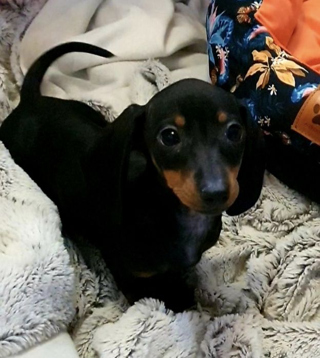 Jamnik miniatura śliczny piesek zapraszam serdecznie