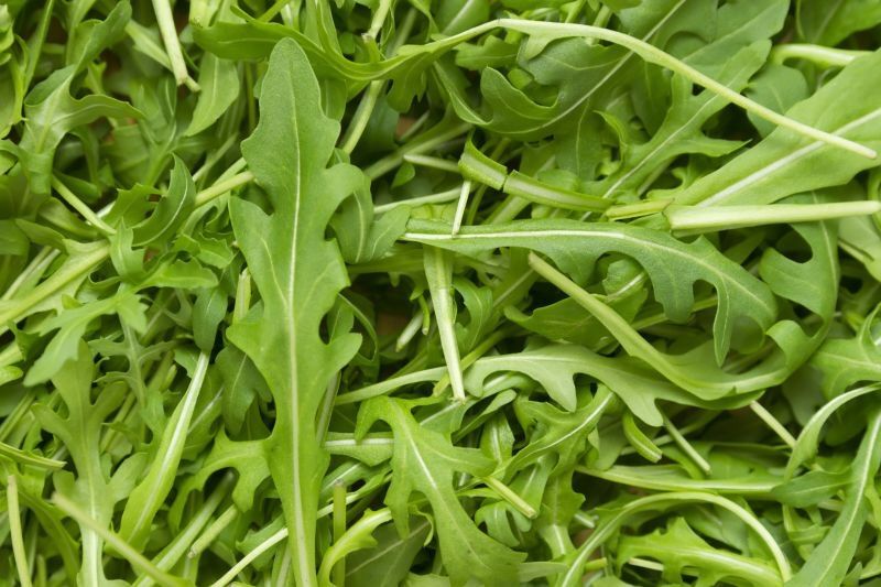 Sementes Rúcula biológica-Portes Incl.