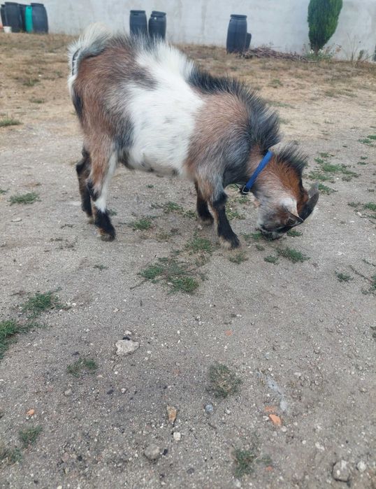 Cabrito Macho 6 meses