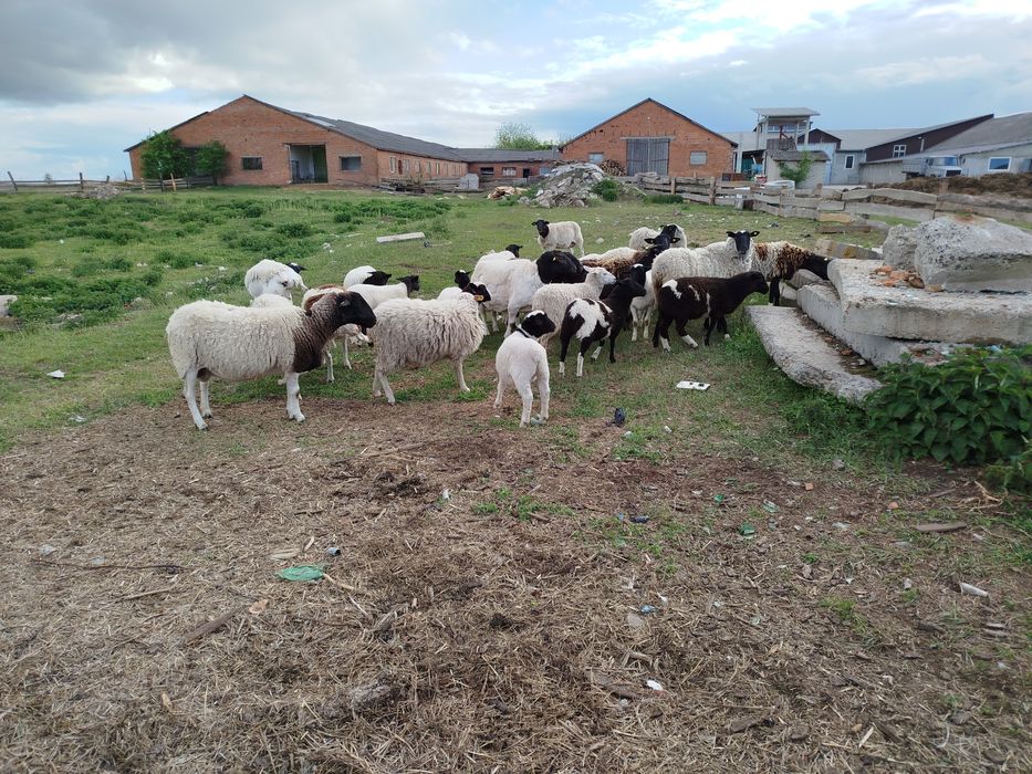 Продам баранів на м'ясо