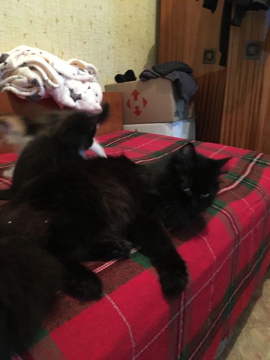 Пропала мама кошка та котеня прямо з двору