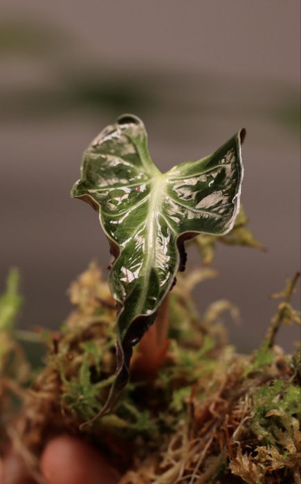 Дітлахи алоказіі локо Alocasia loco