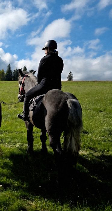 Klacz 3,5r. Pod siodlo i zaprzeg