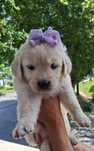 Golden Retriever com LOP