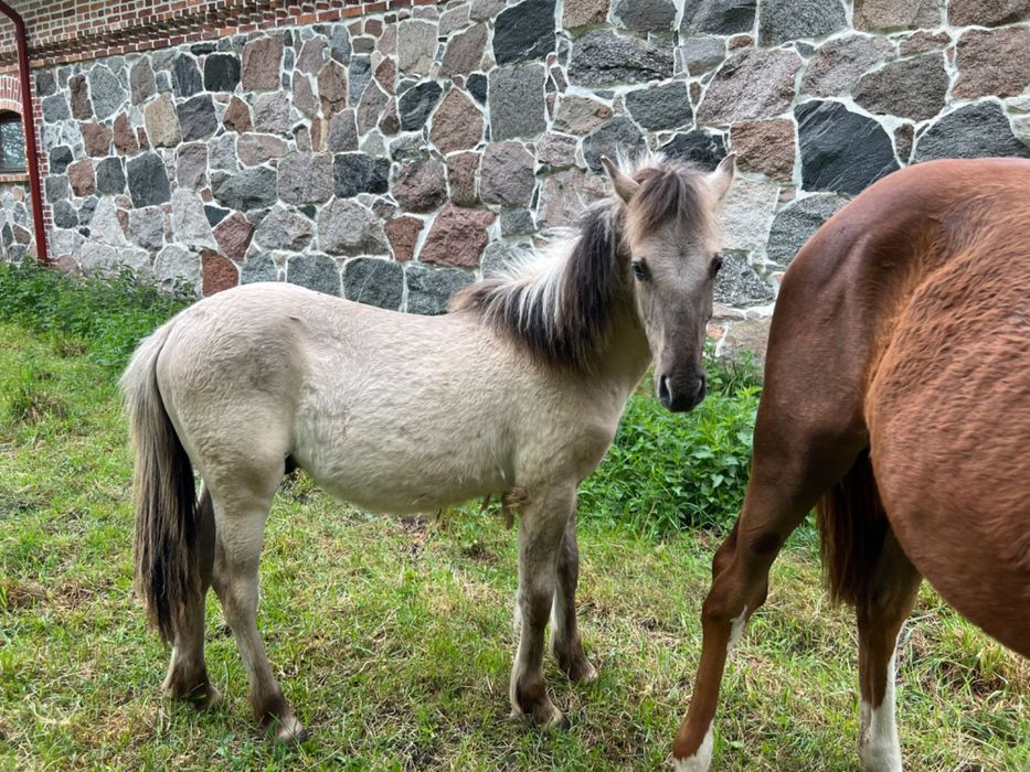 Sprzedam pięknego Ogierka konika polskiego