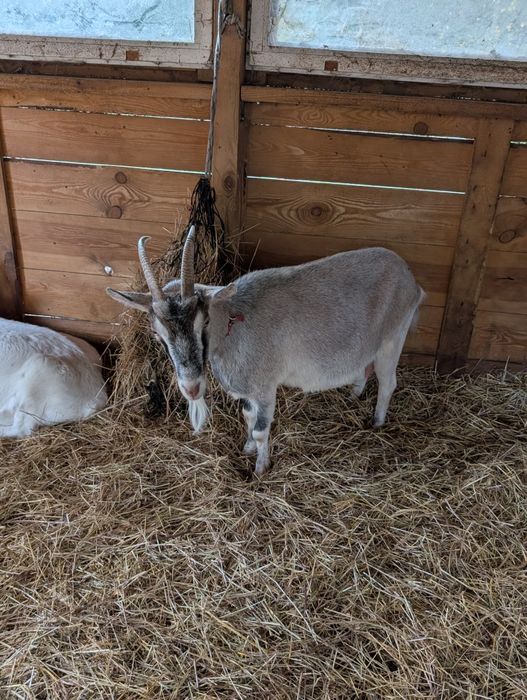 Sprzedam 2 mleczne kozy