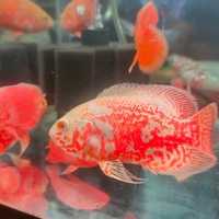 Oscar Albino Red Nemo 8-10cm - Raridade