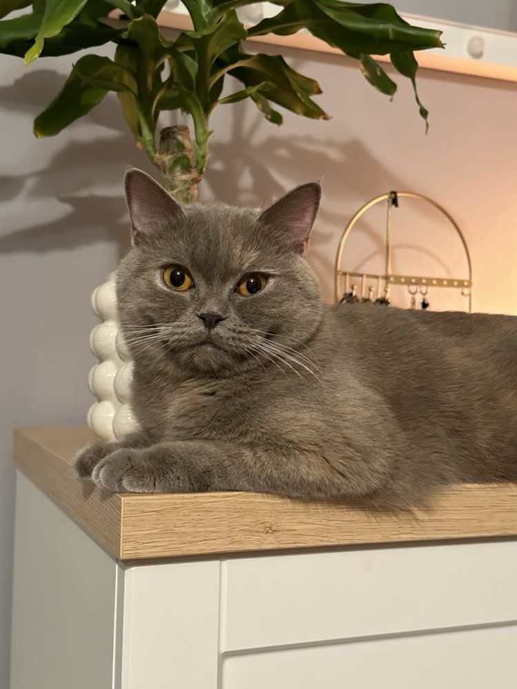 Kotka brytyjska płatna adopcja