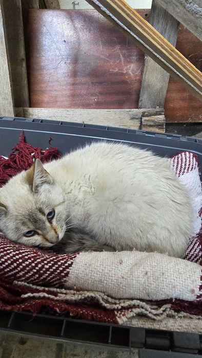 Gatinha para adotar (Urgente)
