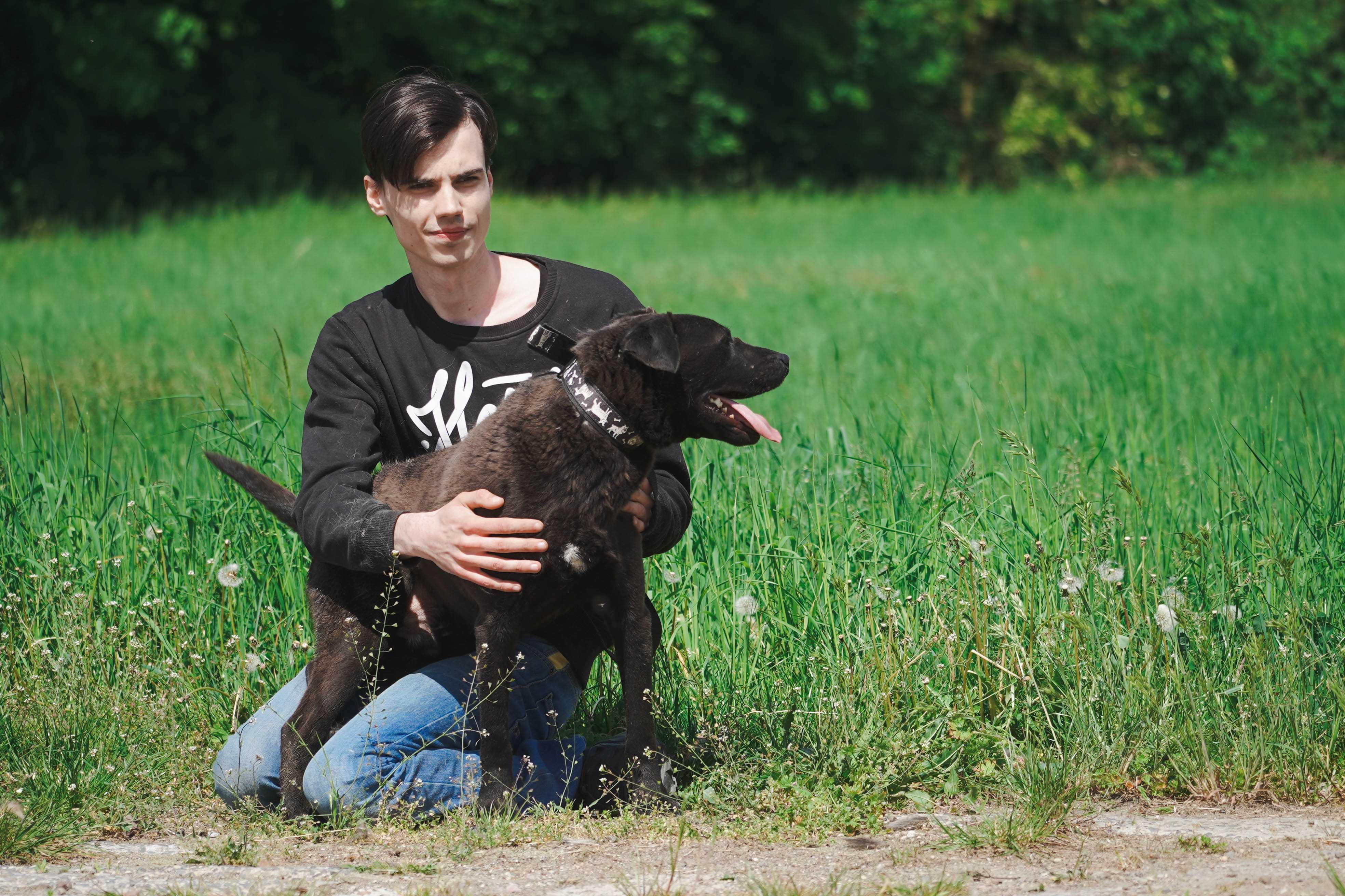 Alan - śliczna miniaturka labradora
