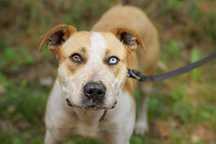 Piękna sunia w typie ttb pitbull o dwukolorowych oczach Miria