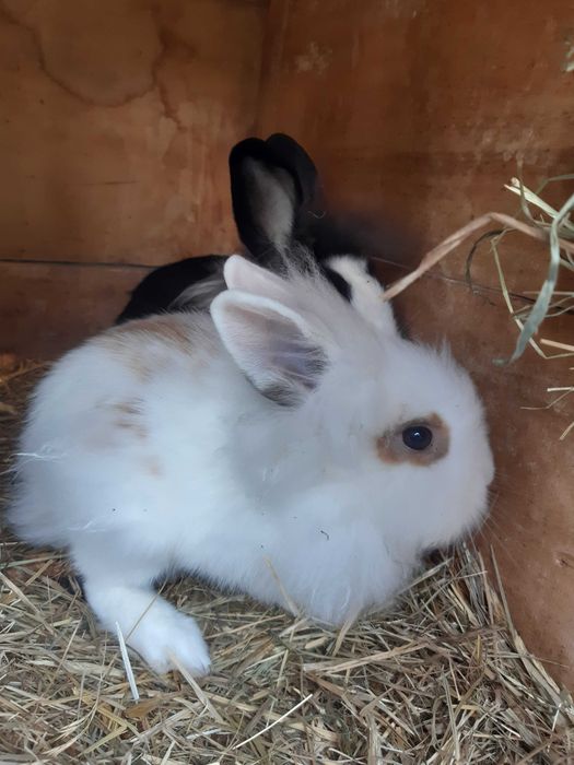 Króliki miniaturki, karzełek teddy