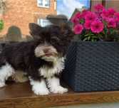Yorkshire Terrier  biro mini
