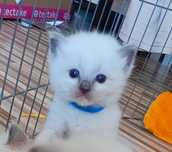 Ragdoll kociak blue mitted