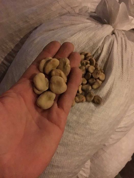 Sprzedam nasiona bobu