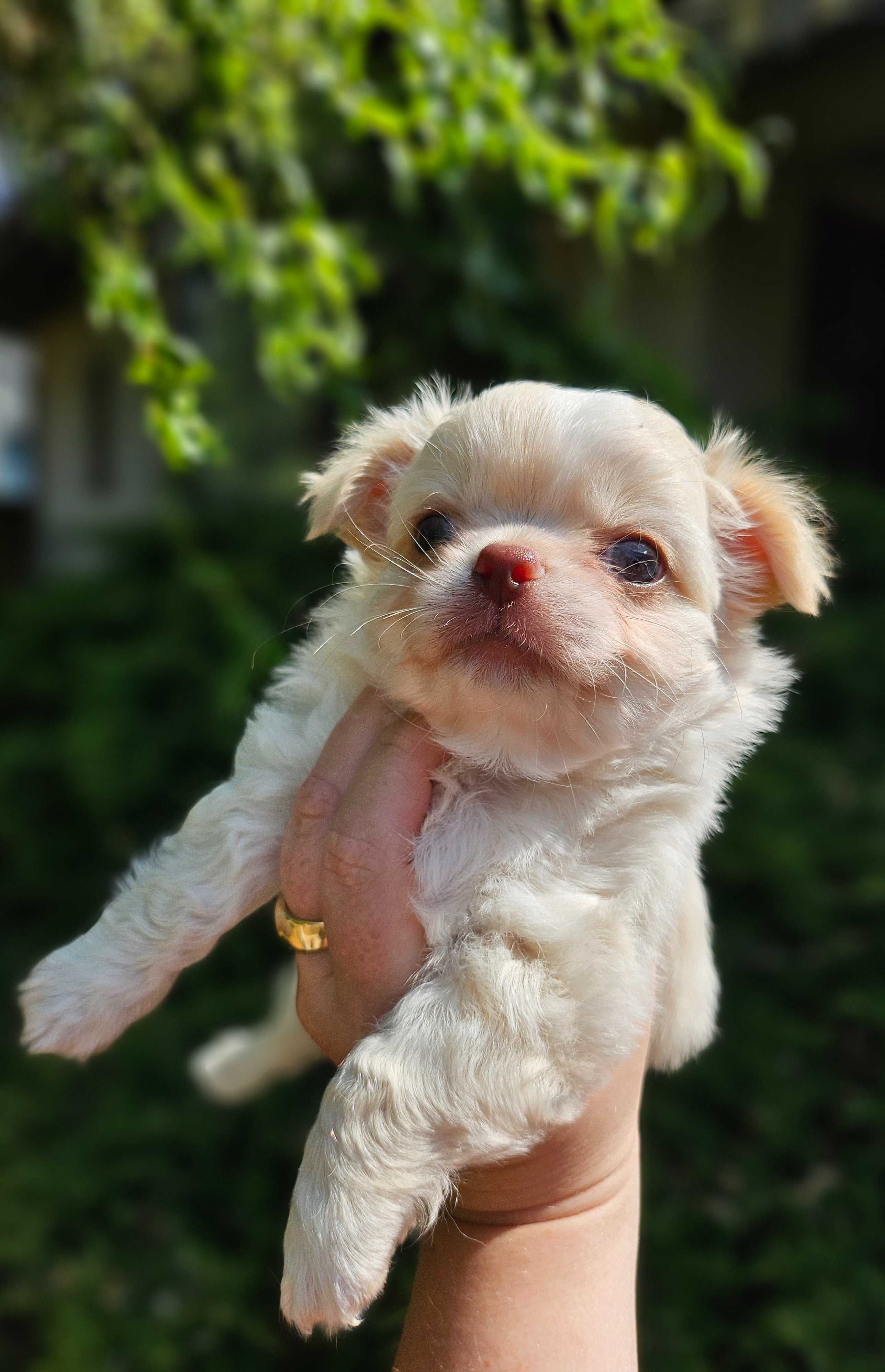 Chihuahua piesek długowłosy hodowla zarejstrowana ZKwP FCI
