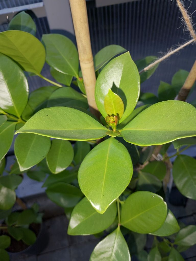 Drzewko owocowe Guayaba catley-limon pigwa