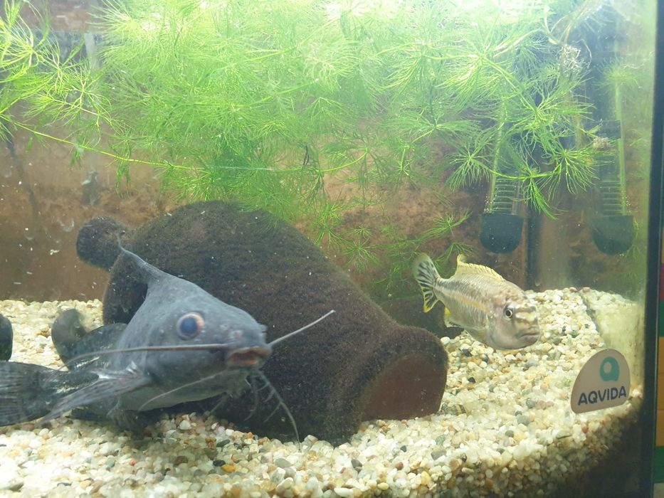 Меланохроміс ауратас і соми