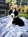 „BLAZER” Piesek Border Collie czarno biały