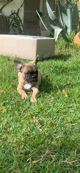 Bulldog francês menina